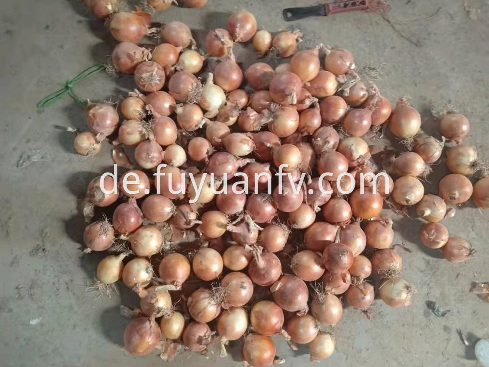 Fresh Gansu Onion